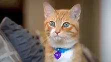 10 класически и смешни реклами с котки