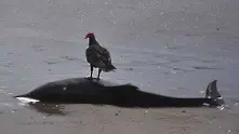 Масово самоубийство на делфини