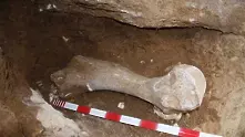 Археолози откриха останки от мамут край Русе 