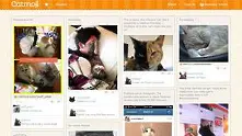Появи се социална мрежа за котки