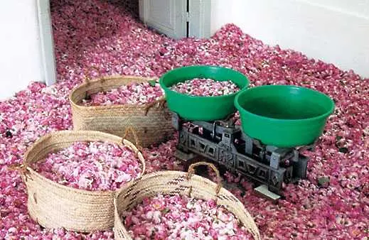 ЕК няма да налага ограничения за българското розово масло   
