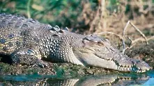 „Крокодилска напаст“ дебне австралийски град