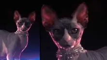 Смешни котки рапират в очарователна нова реклама