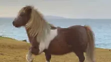 Танцуващото пони – новият хит в YouTube