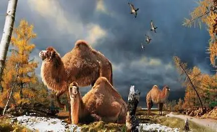 Арктика била прародината на камилите