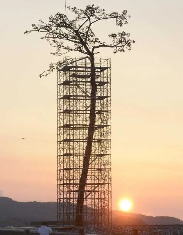 Япония издигна наново легендарно дърво