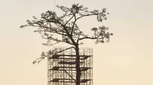Япония издигна наново легендарно дърво