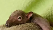 Най-сладките бебета животни на света