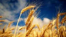 С 20% поевтиняла пшеницата от началото на годината