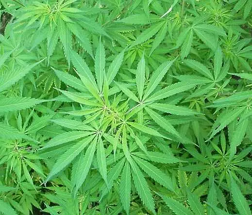 Първа легална плантация за марихуана край Силистра