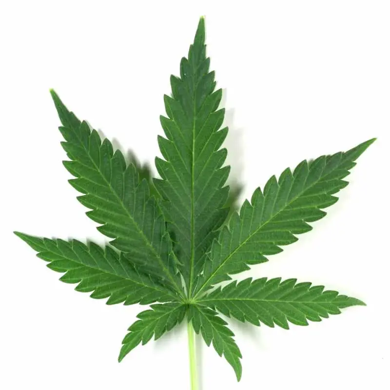 Американските държави обсъждат легализирането на марихуаната