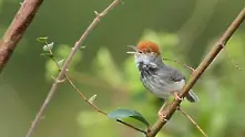 Учени откриха в Камбоджа нов вид птица