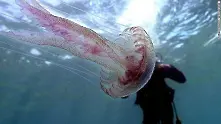 Небивало нашествие на медузи в Черно и Средиземно море