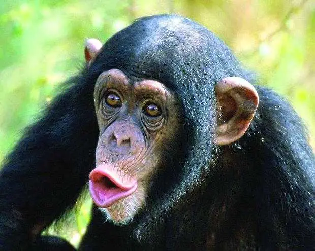Човекоподобни маймуни реагират като хората при провал   