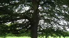 Стартира конкурсът Дърво с корен