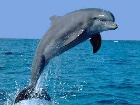 Учени: Делфините контактуват помежду си с имена