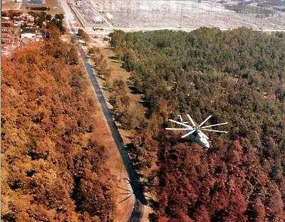 Наследството на Чернобил открито в дървета