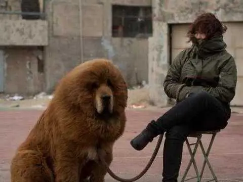 Китайски зоопарк представи куче за лъв
