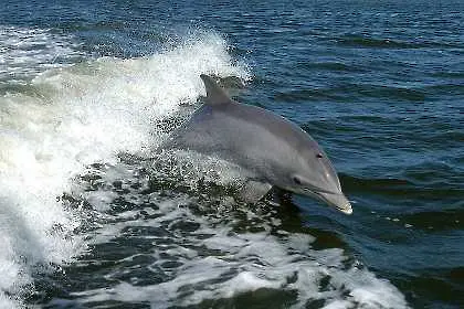 Делфините помнят близките си с десетилетия