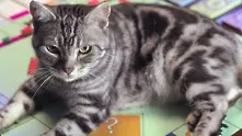 Реклама на деня: Как да играем Monopoly с котка