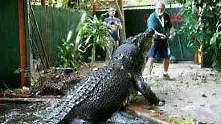 Най-големите крокодили в света (фотогалерия)