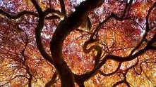 Фотогалерия: 10 възхитителни мига от есента