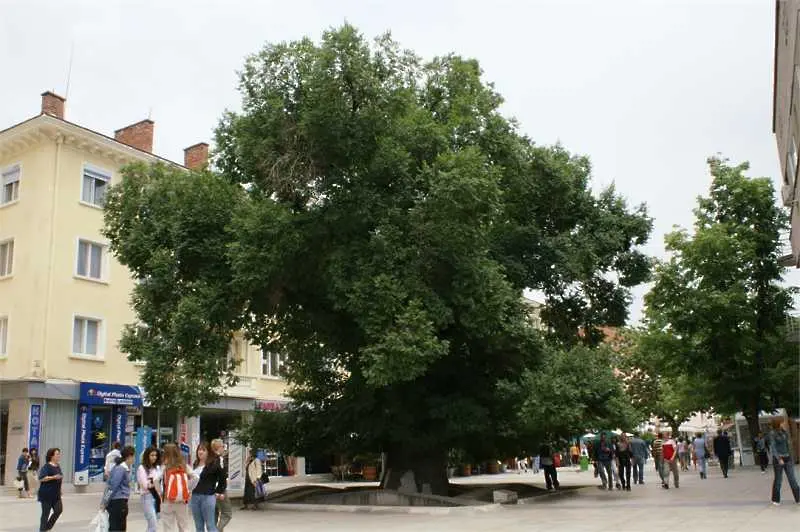 Старият бряст в Сливен ще ни представя в „Европейско дърво на годината 2014