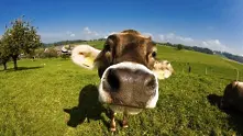 Маркетинг уроци от куп щастливи крави