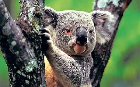 Защо сладките малки коали издават толкова басови звуци?
