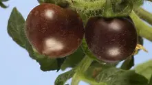 Великобритания тества за масовия пазар лилави домати
