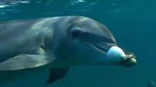 Делфините също се дрогират