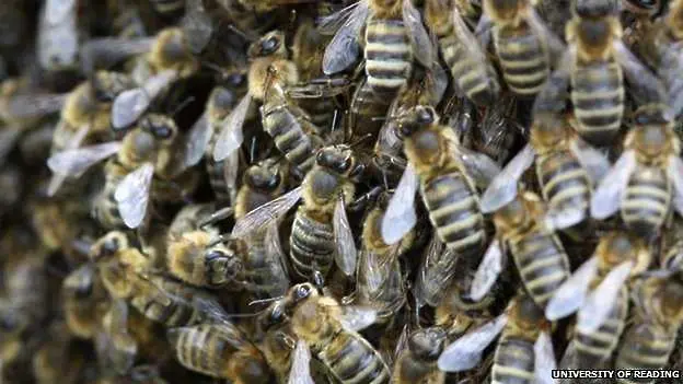 Пчелите – в недостиг на над половината европейски държави