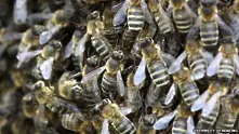 Пчелите – в недостиг на над половината европейски държави