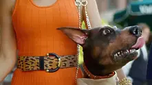 „Доберхуахуа” – куче хит от рекламата на Audi