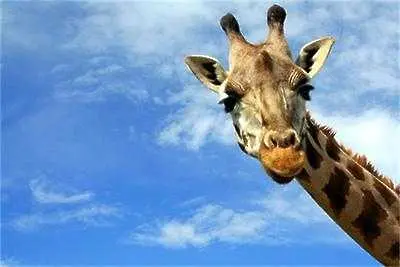 Втори датски зоопарк  се кани да умъртви жираф 