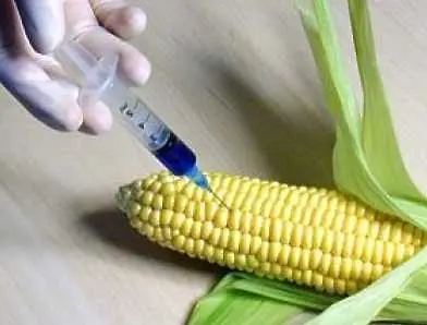 12 страни призоваха ЕК да не разрешава отглеждането на генномодифицирана царевица