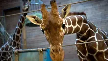 Жестокото публично убийство на жираф в Копенхаген възмути света