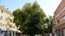 Старият бряст в Сливен ще се бори за европейско дърво на годината