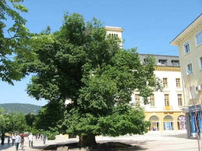 Сливенският бряст стана европейско дърво на годината