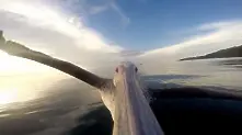 Светът от гледната точка на един пеликан
