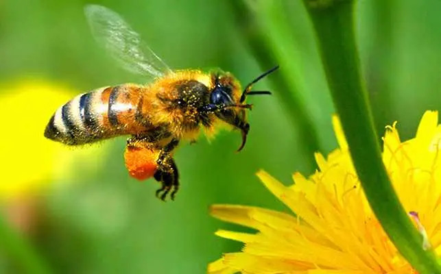 Изчезват пчелите в Северна Европа