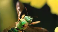Протестна акция на пчелите във видео на Грийнпийс