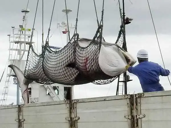 ООН забрани на Япония да избива китове