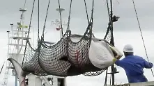 ООН забрани на Япония да избива китове