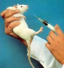 Пробив: Учени възстановиха напълно орган на жива мишка
