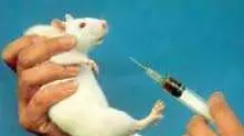 Пробив: Учени възстановиха напълно орган на жива мишка