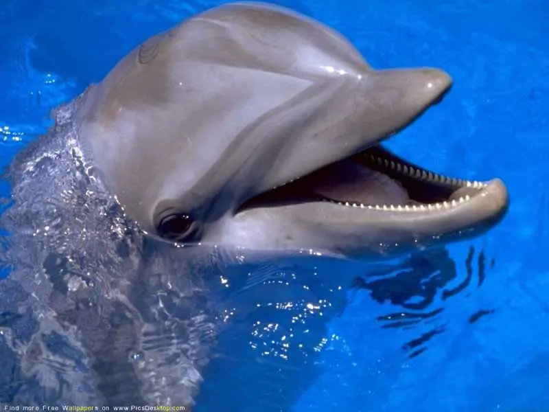Устройство превръща звуците на делфини в човешка реч?