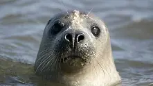 „Тюленът, моят приятел” – нова реклама от GoPro