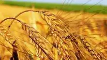 Цената на пшеницата скача заради наводненията