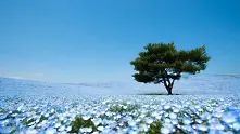Хипнотизиращи полета от сини цветя в Япония